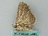  ( - BC ZSM Lep 53485)  @12 [ ] CreativeCommons - Attribution Non-Commercial Share-Alike (2011) Axel Hausmann/Bavarian State Collection of Zoology (ZSM) SNSB, Zoologische Staatssammlung Muenchen