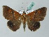  (Sympis rufibasis - BC ZSM Lep 53487)  @15 [ ] CreativeCommons - Attribution Non-Commercial Share-Alike (2011) Axel Hausmann/Bavarian State Collection of Zoology (ZSM) SNSB, Zoologische Staatssammlung Muenchen