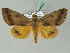  (Ophiusa WS01Th - BC ZSM Lep 53490)  @15 [ ] CreativeCommons - Attribution Non-Commercial Share-Alike (2011) Axel Hausmann/Bavarian State Collection of Zoology (ZSM) SNSB, Zoologische Staatssammlung Muenchen