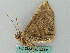  (Entomogramma fautrix - BC ZSM Lep 53491)  @12 [ ] CreativeCommons - Attribution Non-Commercial Share-Alike (2011) Axel Hausmann/Bavarian State Collection of Zoology (ZSM) SNSB, Zoologische Staatssammlung Muenchen