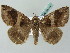  (Parallelia stuposa - BC ZSM Lep 53497)  @13 [ ] CreativeCommons - Attribution Non-Commercial Share-Alike (2011) Axel Hausmann/Bavarian State Collection of Zoology (ZSM) SNSB, Zoologische Staatssammlung Muenchen