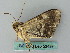  ( - BC ZSM Lep 53498)  @12 [ ] CreativeCommons - Attribution Non-Commercial Share-Alike (2011) Axel Hausmann/Bavarian State Collection of Zoology (ZSM) SNSB, Zoologische Staatssammlung Muenchen