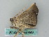  ( - BC ZSM Lep 53508)  @12 [ ] CreativeCommons - Attribution Non-Commercial Share-Alike (2011) Axel Hausmann/Bavarian State Collection of Zoology (ZSM) SNSB, Zoologische Staatssammlung Muenchen