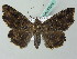  (Lacera noctilio - BC ZSM Lep 53514)  @14 [ ] CreativeCommons - Attribution Non-Commercial Share-Alike (2011) Axel Hausmann/Bavarian State Collection of Zoology (ZSM) SNSB, Zoologische Staatssammlung Muenchen