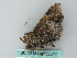  ( - BC ZSM Lep 53514)  @13 [ ] CreativeCommons - Attribution Non-Commercial Share-Alike (2011) Axel Hausmann/Bavarian State Collection of Zoology (ZSM) SNSB, Zoologische Staatssammlung Muenchen
