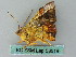  (Fascellina AH01Th - BC ZSM Lep 53518)  @13 [ ] CreativeCommons - Attribution Non-Commercial Share-Alike (2011) Axel Hausmann/Bavarian State Collection of Zoology (ZSM) SNSB, Zoologische Staatssammlung Muenchen