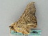  ( - BC ZSM Lep 53534)  @13 [ ] CreativeCommons - Attribution Non-Commercial Share-Alike (2011) Axel Hausmann/Bavarian State Collection of Zoology (ZSM) SNSB, Zoologische Staatssammlung Muenchen
