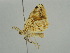  ( - BC ZSM Lep 54985)  @12 [ ] CreativeCommons - Attribution Non-Commercial Share-Alike (2011) Axel Hausmann/Bavarian State Collection of Zoology (ZSM) SNSB, Zoologische Staatssammlung Muenchen