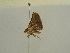  ( - BC ZSM Lep 54995)  @12 [ ] CreativeCommons - Attribution Non-Commercial Share-Alike (2011) Axel Hausmann/Bavarian State Collection of Zoology (ZSM) SNSB, Zoologische Staatssammlung Muenchen