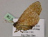  ( - BC ZSM Lep 55632)  @12 [ ] CreativeCommons - Attribution Non-Commercial Share-Alike (2011) Axel Hausmann/Bavarian State Collection of Zoology (ZSM) SNSB, Zoologische Staatssammlung Muenchen