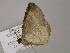  ( - BC ZSM Lep 55635)  @12 [ ] CreativeCommons - Attribution Non-Commercial Share-Alike (2011) Axel Hausmann/Bavarian State Collection of Zoology (ZSM) SNSB, Zoologische Staatssammlung Muenchen