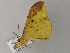  ( - BC ZSM Lep 55638)  @12 [ ] CreativeCommons - Attribution Non-Commercial Share-Alike (2011) Axel Hausmann/Bavarian State Collection of Zoology (ZSM) SNSB, Zoologische Staatssammlung Muenchen