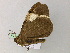  ( - BC ZSM Lep 55640)  @13 [ ] CreativeCommons - Attribution Non-Commercial Share-Alike (2011) Axel Hausmann/Bavarian State Collection of Zoology (ZSM) SNSB, Zoologische Staatssammlung Muenchen