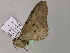  ( - BC ZSM Lep 55641)  @12 [ ] CreativeCommons - Attribution Non-Commercial Share-Alike (2011) Axel Hausmann/Bavarian State Collection of Zoology (ZSM) SNSB, Zoologische Staatssammlung Muenchen