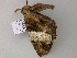  ( - BC ZSM Lep 55645)  @13 [ ] CreativeCommons - Attribution Non-Commercial Share-Alike (2011) Axel Hausmann/Bavarian State Collection of Zoology (ZSM) SNSB, Zoologische Staatssammlung Muenchen