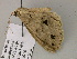  ( - BC ZSM Lep 55646)  @12 [ ] CreativeCommons - Attribution Non-Commercial Share-Alike (2011) Axel Hausmann/Bavarian State Collection of Zoology (ZSM) SNSB, Zoologische Staatssammlung Muenchen