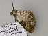  ( - BC ZSM Lep 55649)  @13 [ ] CreativeCommons - Attribution Non-Commercial Share-Alike (2011) Axel Hausmann/Bavarian State Collection of Zoology (ZSM) SNSB, Zoologische Staatssammlung Muenchen
