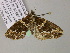  (Electrophaes AH01Ch - BC ZSM Lep 55652)  @13 [ ] CreativeCommons - Attribution Non-Commercial Share-Alike (2011) Axel Hausmann/Bavarian State Collection of Zoology (ZSM) SNSB, Zoologische Staatssammlung Muenchen