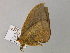  ( - BC ZSM Lep 55657)  @12 [ ] CreativeCommons - Attribution Non-Commercial Share-Alike (2011) Axel Hausmann/Bavarian State Collection of Zoology (ZSM) SNSB, Zoologische Staatssammlung Muenchen