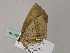  ( - BC ZSM Lep 55659)  @12 [ ] CreativeCommons - Attribution Non-Commercial Share-Alike (2011) Axel Hausmann/Bavarian State Collection of Zoology (ZSM) SNSB, Zoologische Staatssammlung Muenchen