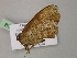  ( - BC ZSM Lep 55662)  @12 [ ] CreativeCommons - Attribution Non-Commercial Share-Alike (2011) Axel Hausmann/Bavarian State Collection of Zoology (ZSM) SNSB, Zoologische Staatssammlung Muenchen