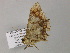 (Krananda AH01Ch - BC ZSM Lep 55673)  @12 [ ] CreativeCommons - Attribution Non-Commercial Share-Alike (2011) Axel Hausmann/Bavarian State Collection of Zoology (ZSM) SNSB, Zoologische Staatssammlung Muenchen