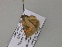  ( - BC ZSM Lep 55678)  @12 [ ] CreativeCommons - Attribution Non-Commercial Share-Alike (2011) Axel Hausmann/Bavarian State Collection of Zoology (ZSM) SNSB, Zoologische Staatssammlung Muenchen