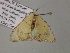  (Comibaena subhyalina - BC ZSM Lep 55679)  @12 [ ] CreativeCommons - Attribution Non-Commercial Share-Alike (2011) Axel Hausmann/Bavarian State Collection of Zoology (ZSM) SNSB, Zoologische Staatssammlung Muenchen