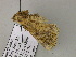 ( - BC ZSM Lep 55687)  @12 [ ] CreativeCommons - Attribution Non-Commercial Share-Alike (2011) Axel Hausmann/Bavarian State Collection of Zoology (ZSM) SNSB, Zoologische Staatssammlung Muenchen