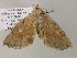  ( - BC ZSM Lep 55690)  @12 [ ] CreativeCommons - Attribution Non-Commercial Share-Alike (2011) Axel Hausmann/Bavarian State Collection of Zoology (ZSM) SNSB, Zoologische Staatssammlung Muenchen