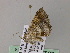  ( - BC ZSM Lep 55714)  @12 [ ] CreativeCommons - Attribution Non-Commercial Share-Alike (2011) Axel Hausmann/Bavarian State Collection of Zoology (ZSM) SNSB, Zoologische Staatssammlung Muenchen