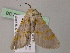  ( - BC ZSM Lep 55717)  @12 [ ] CreativeCommons - Attribution Non-Commercial Share-Alike (2011) Axel Hausmann/Bavarian State Collection of Zoology (ZSM) SNSB, Zoologische Staatssammlung Muenchen