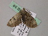  ( - BC ZSM Lep 55720)  @12 [ ] CreativeCommons - Attribution Non-Commercial Share-Alike (2011) Axel Hausmann/Bavarian State Collection of Zoology (ZSM) SNSB, Zoologische Staatssammlung Muenchen