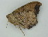  ( - BC ZSM Lep 58956)  @12 [ ] CreativeCommons - Attribution Non-Commercial Share-Alike (2011) Axel Hausmann/Bavarian State Collection of Zoology (ZSM) SNSB, Zoologische Staatssammlung Muenchen