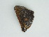  ( - BC ZSM Lep 58964)  @12 [ ] CreativeCommons - Attribution Non-Commercial Share-Alike (2011) Axel Hausmann/Bavarian State Collection of Zoology (ZSM) SNSB, Zoologische Staatssammlung Muenchen