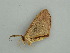  ( - BC ZSM Lep 58965)  @12 [ ] CreativeCommons - Attribution Non-Commercial Share-Alike (2011) Axel Hausmann/Bavarian State Collection of Zoology (ZSM) SNSB, Zoologische Staatssammlung Muenchen