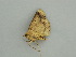 (Isochromodes AH03Pe - BC ZSM Lep 58968)  @12 [ ] CreativeCommons - Attribution Non-Commercial Share-Alike (2011) Axel Hausmann/Bavarian State Collection of Zoology (ZSM) SNSB, Zoologische Staatssammlung Muenchen