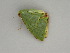  ( - BC ZSM Lep 58990)  @12 [ ] CreativeCommons - Attribution Non-Commercial Share-Alike (2011) Axel Hausmann/Bavarian State Collection of Zoology (ZSM) SNSB, Zoologische Staatssammlung Muenchen