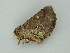  ( - BC ZSM Lep 59005)  @12 [ ] CreativeCommons - Attribution Non-Commercial Share-Alike (2011) Axel Hausmann/Bavarian State Collection of Zoology (ZSM) SNSB, Zoologische Staatssammlung Muenchen