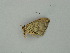  ( - BC ZSM Lep 59009)  @12 [ ] CreativeCommons - Attribution Non-Commercial Share-Alike (2011) Axel Hausmann/Bavarian State Collection of Zoology (ZSM) SNSB, Zoologische Staatssammlung Muenchen