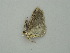  ( - BC ZSM Lep 59014)  @12 [ ] CreativeCommons - Attribution Non-Commercial Share-Alike (2011) Axel Hausmann/Bavarian State Collection of Zoology (ZSM) SNSB, Zoologische Staatssammlung Muenchen