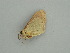 ( - BC ZSM Lep 59018)  @12 [ ] CreativeCommons - Attribution Non-Commercial Share-Alike (2011) Axel Hausmann/Bavarian State Collection of Zoology (ZSM) SNSB, Zoologische Staatssammlung Muenchen