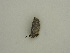  ( - BC ZSM Lep 59028)  @12 [ ] CreativeCommons - Attribution Non-Commercial Share-Alike (2011) Axel Hausmann/Bavarian State Collection of Zoology (ZSM) SNSB, Zoologische Staatssammlung Muenchen