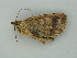  (Ischnopteris AH04Pe - BC ZSM Lep 59036)  @12 [ ] CreativeCommons - Attribution Non-Commercial Share-Alike (2011) Axel Hausmann/Bavarian State Collection of Zoology (ZSM) SNSB, Zoologische Staatssammlung Muenchen