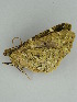  (Cidariophanes AH02Pe - BC ZSM Lep 59040)  @12 [ ] CreativeCommons - Attribution Non-Commercial Share-Alike (2011) Axel Hausmann/Bavarian State Collection of Zoology (ZSM) SNSB, Zoologische Staatssammlung Muenchen