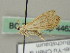  ( - BC ZSM Lep 44624)  @13 [ ] CreativeCommons - Attribution Non-Commercial Share-Alike (2011) Axel Hausmann/Bavarian State Collection of Zoology (ZSM) SNSB, Zoologische Staatssammlung Muenchen