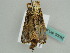  ( - BC ZSM Lep 50092)  @11 [ ] CreativeCommons - Attribution Non-Commercial Share-Alike (2011) Axel Hausmann/Bavarian State Collection of Zoology (ZSM) SNSB, Zoologische Staatssammlung Muenchen