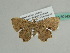  ( - BC ZSM Lep 50143)  @11 [ ] CreativeCommons - Attribution Non-Commercial Share-Alike (2011) Axel Hausmann/Bavarian State Collection of Zoology (ZSM) SNSB, Zoologische Staatssammlung Muenchen