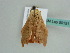  ( - BC ZSM Lep 50151)  @12 [ ] CreativeCommons - Attribution Non-Commercial Share-Alike (2011) Axel Hausmann/Bavarian State Collection of Zoology (ZSM) SNSB, Zoologische Staatssammlung Muenchen