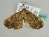  (Egnasia AH02GhCa - BC ZSM Lep 50158)  @12 [ ] CreativeCommons - Attribution Non-Commercial Share-Alike (2011) Axel Hausmann/Bavarian State Collection of Zoology (ZSM) SNSB, Zoologische Staatssammlung Muenchen